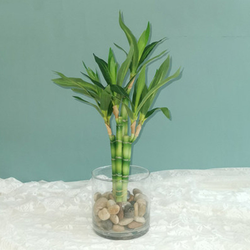 Aquarium Marine Fish - Nuovo 40 cm rFtificial Lucky Bamboo