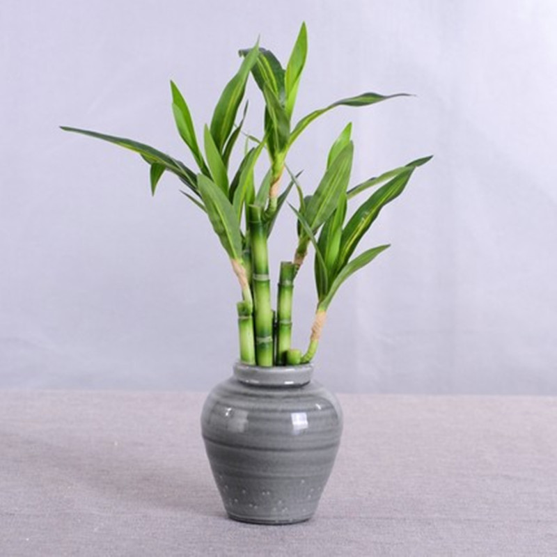 Nuovo 40 cm rFtificial Lucky B - Aquarium Marine Fish recensione e prezzo