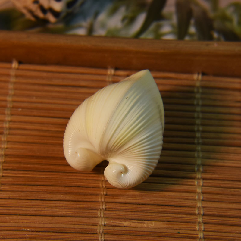 Conchiglia di cardio cardissa  - Marine Aquarium & Regional Centre recensione e prezzo